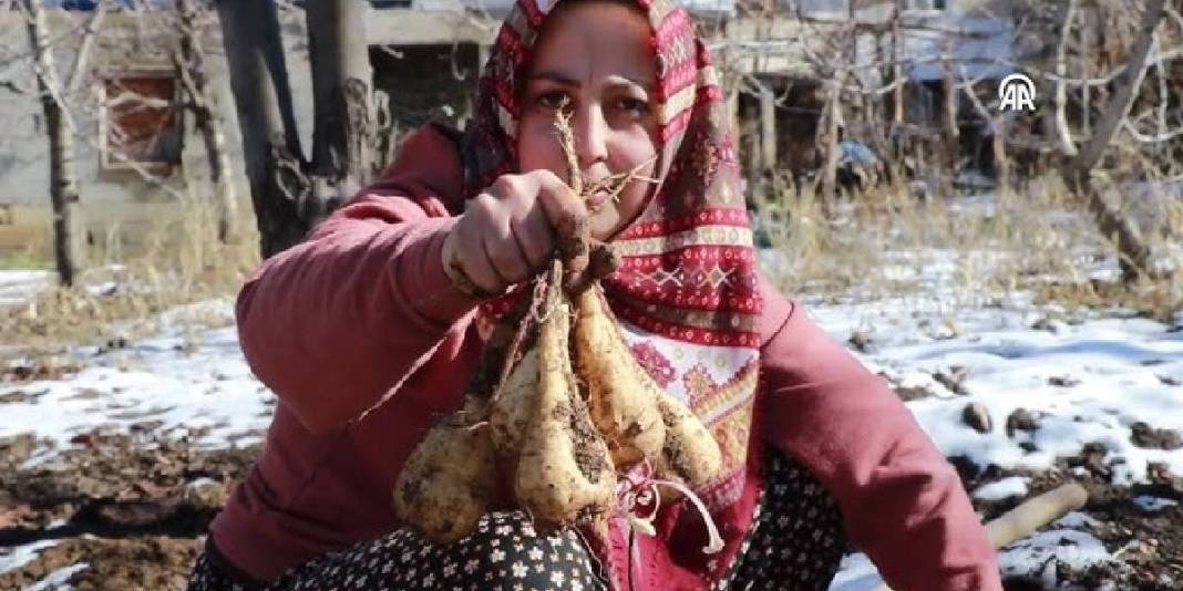 Önce hasat ediliyor sonra toprak altına gömülüyor! Asırlardır uygulanan yöntem: Bu sayede tazeliğini koruyor 5